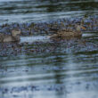 Couple de Canards chipeaux